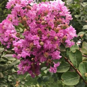 Meet your Posher, Kris